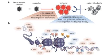 edward tudor leukemia|Transcriptional control of leukemogenesis by the chromatin .